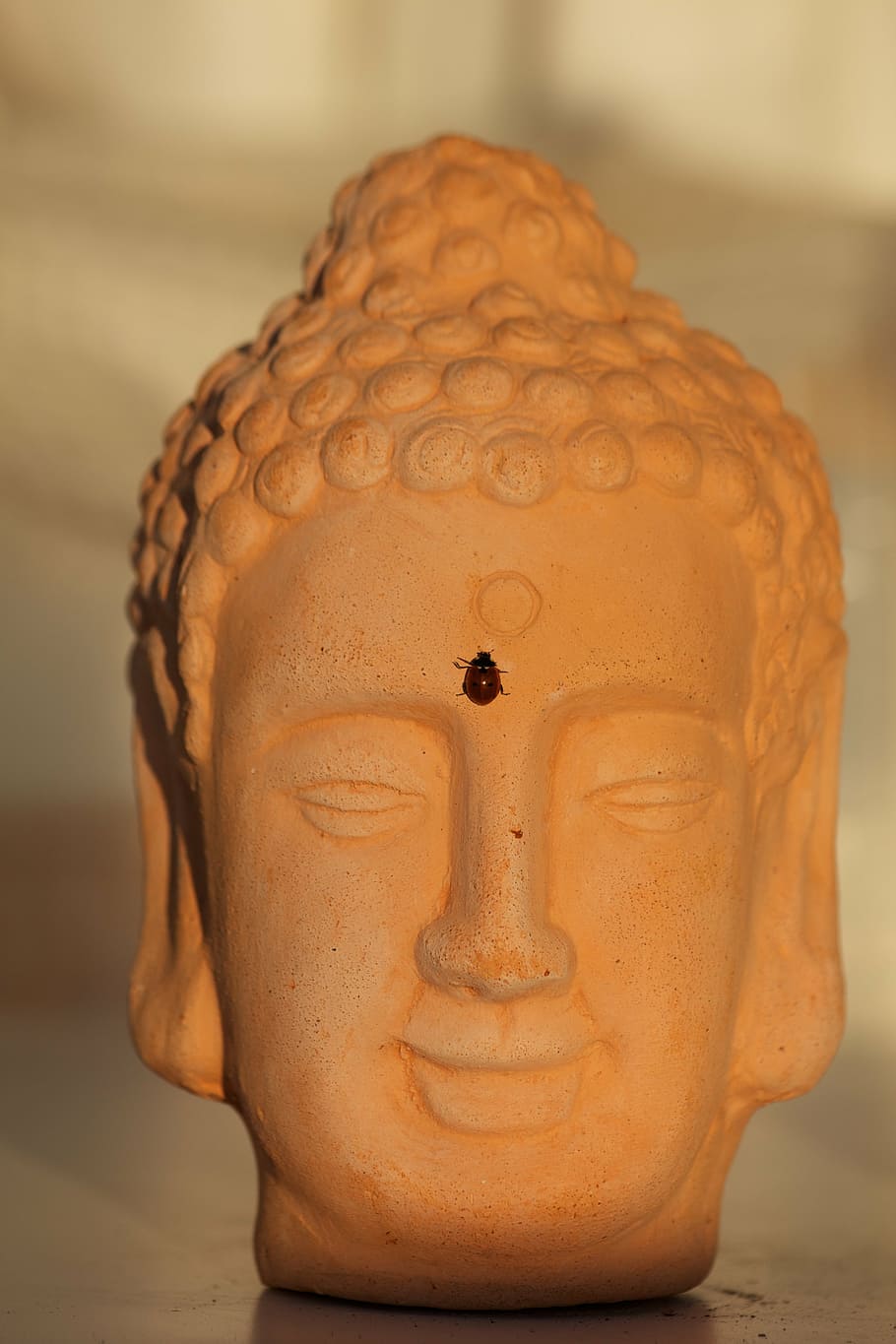 buddha, ladybug, sunset, head, statue, buddhism, asia, sculpture HD wallpaper