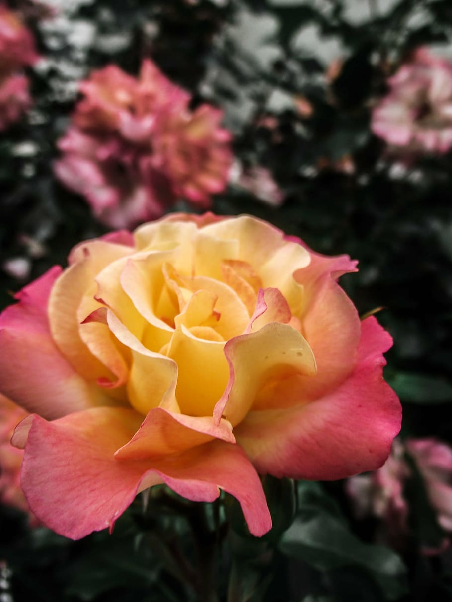 bloom, close, incomplete, spring, flowers, gentle, rose, white HD wallpaper