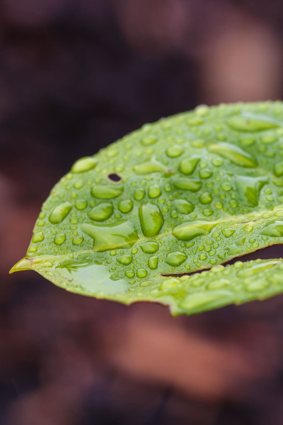 leaf, nature, green, water drop, food and drink, green color HD wallpaper