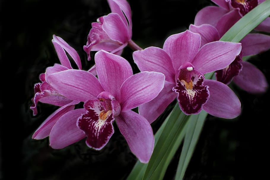 orchid, flower, exotic, garden, nature, botanical, flowering plant HD wallpaper