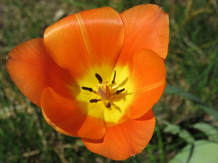 tulip, blossom, bloom, petals, stamp, pollen, close, flower HD wallpaper