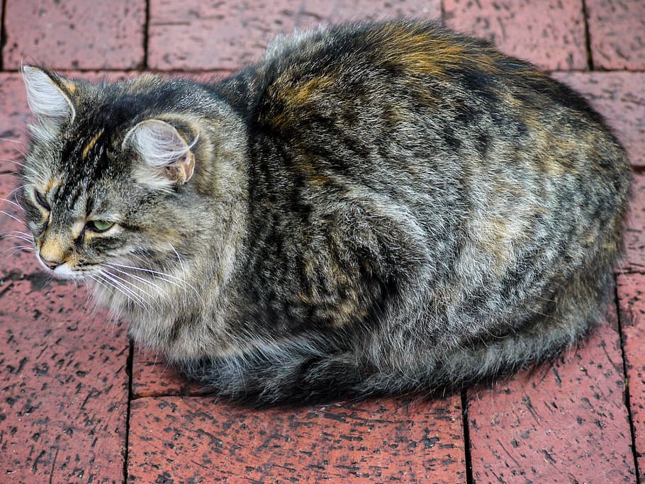 Cat, Brick, Patio, domestic cat, one animal, pets, domestic animals HD wallpaper