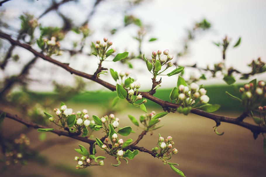 young, apple, tree, flowers, spring, green, leaf, leaves, buds HD wallpaper
