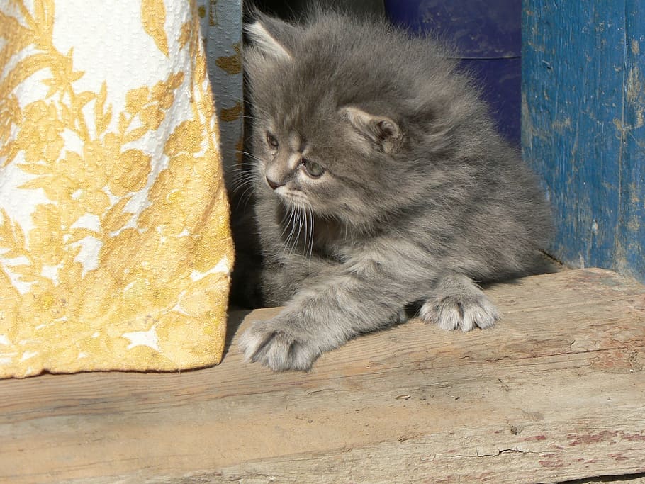 animals, cats, kitten, kittens, playing kittens, domestic Cat HD wallpaper