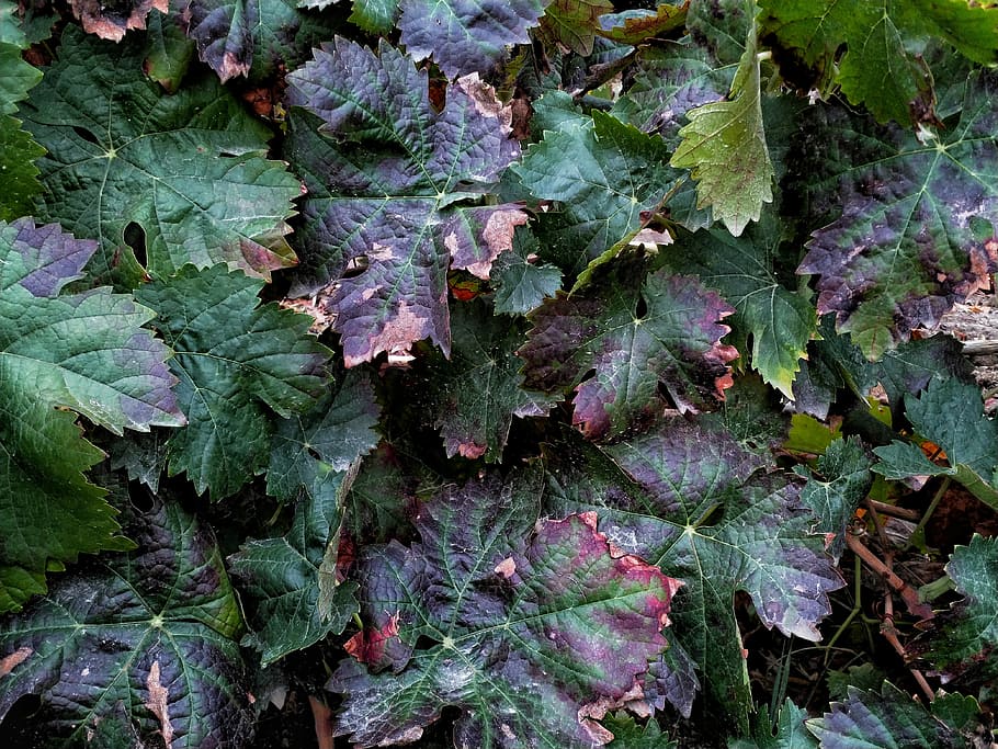 flat lay photography of green and purple leafed plant, leaves HD wallpaper