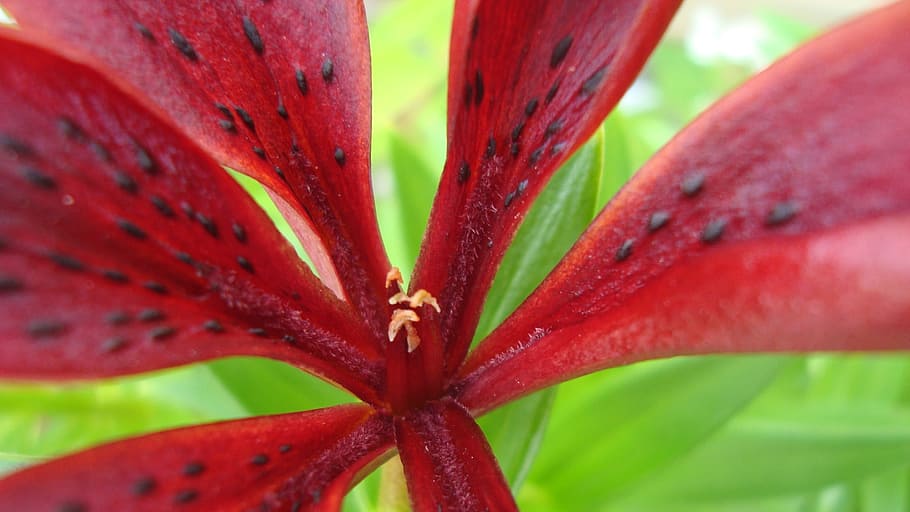 flower, stems, floral, plant, close-up, freshness, growth, red HD wallpaper