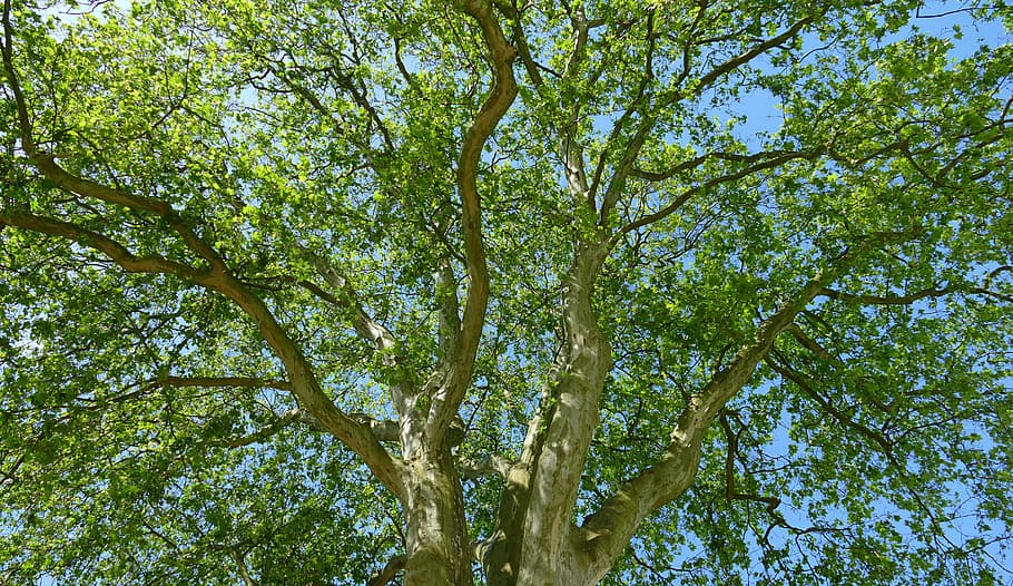 tree, crown, forest, nature, leaves, canopy, shadow, branches HD wallpaper