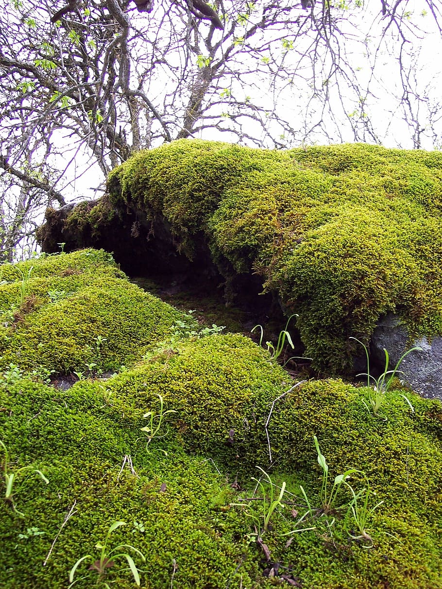 moss, rocks, natue, wet, plant, tree, green color, growth, tranquility HD wallpaper