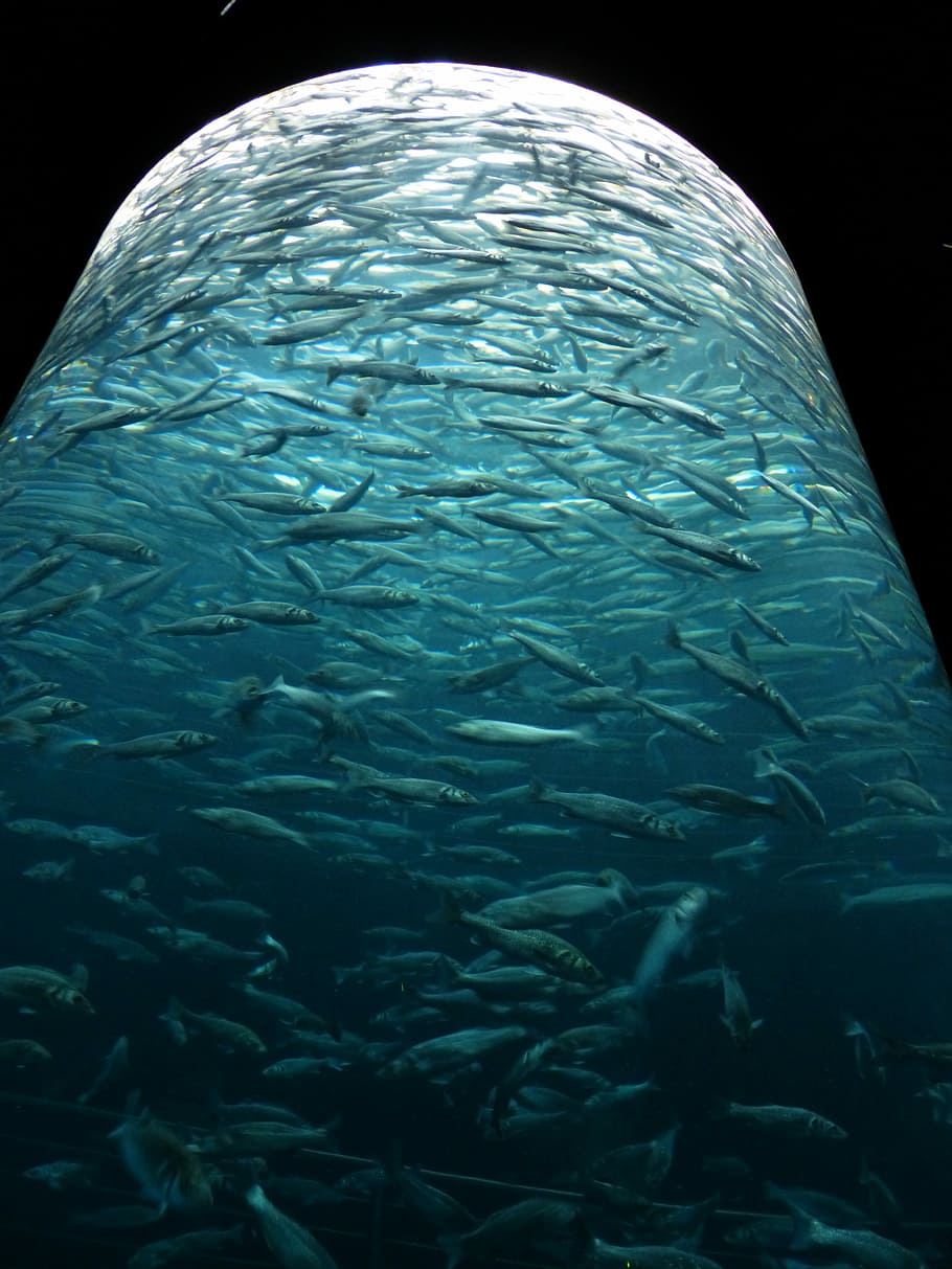 Sardines, Fish, Swarm, Glass, Cylinder, glass cylinder, aquarium, HD wallpaper