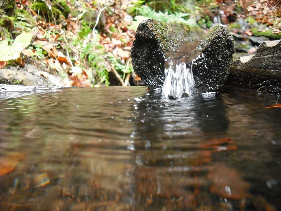 water, spring, flows, wood, nature, sheet, trough, animal themes HD wallpaper