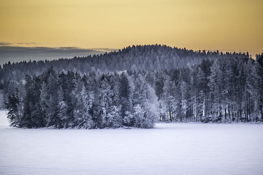 Forest, Nature, Finnish, Finland, winter, snow, tree, landscape HD wallpaper