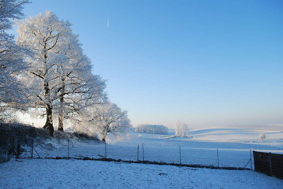 Nature, Ice, Tree, Winter, Gel, Cold, trees, landscapes, frost HD wallpaper