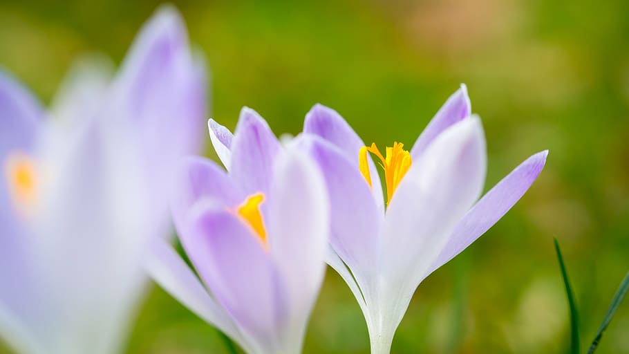 white-and-purple flowers, crocus, spring, violet, meadow, stamp HD wallpaper