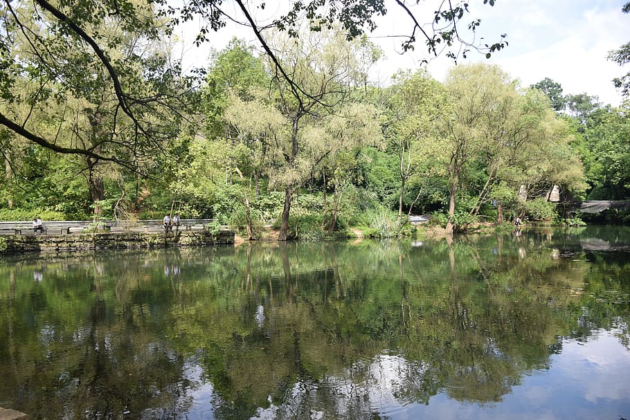water, reflection, tree, plant, lake, tranquility, tranquil scene HD wallpaper