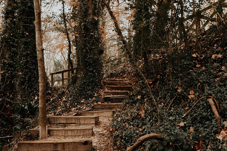 gray concrete stairs, brown pathway between green grasses and trees at daytime HD wallpaper