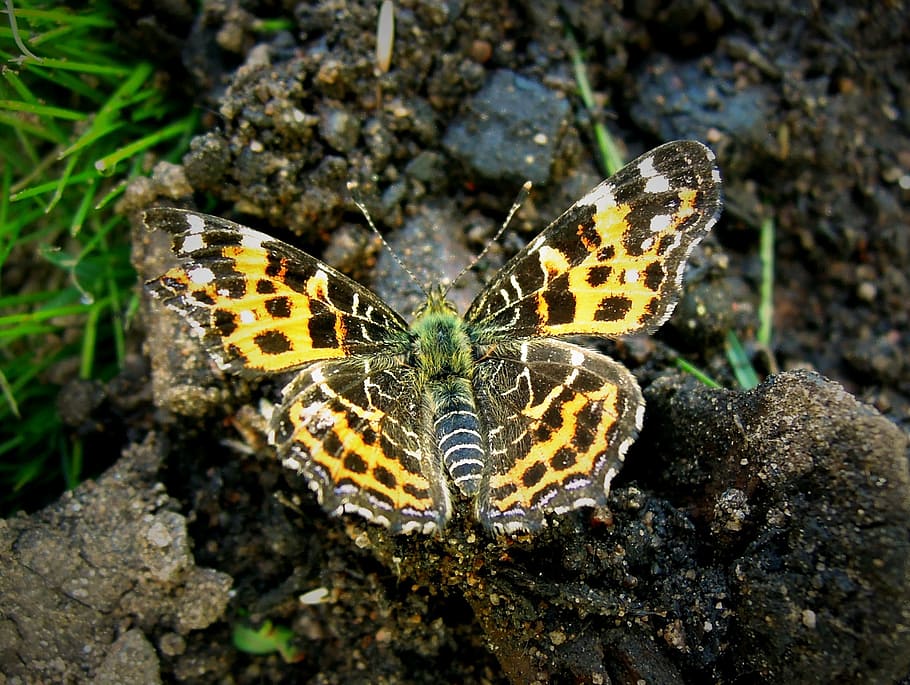 Butterfly, Insect, Bug, Garden, Nature, brown, yellow, butterfly garden HD wallpaper
