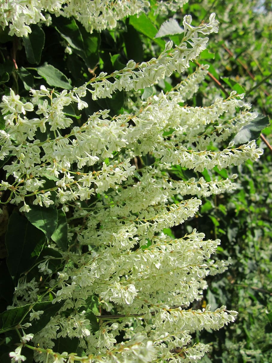 Fallopia Baldschuanica, Russian Vine, bukhara fleeceflower, chinese fleecevine, HD wallpaper