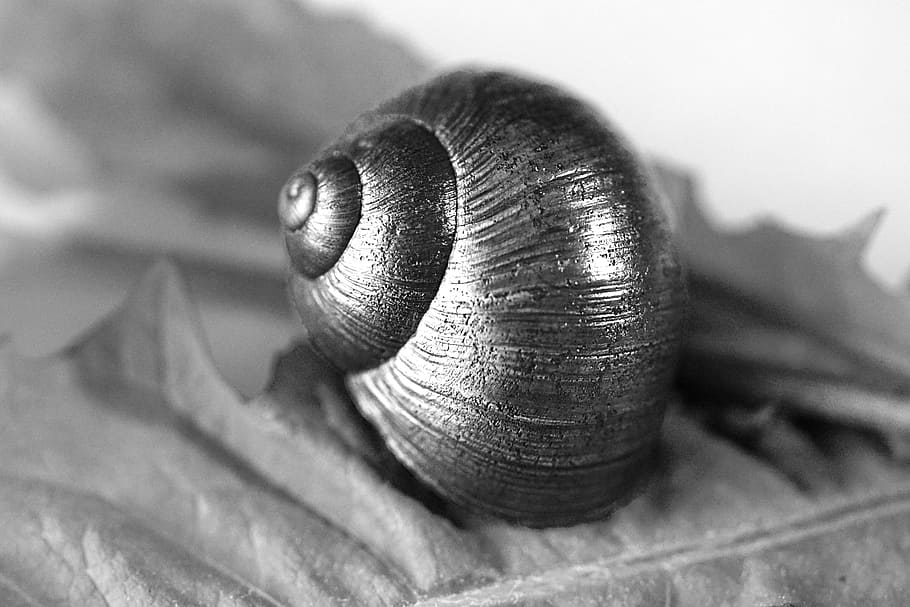 nature, form, spiral, snail shell, black and white, close-up HD wallpaper