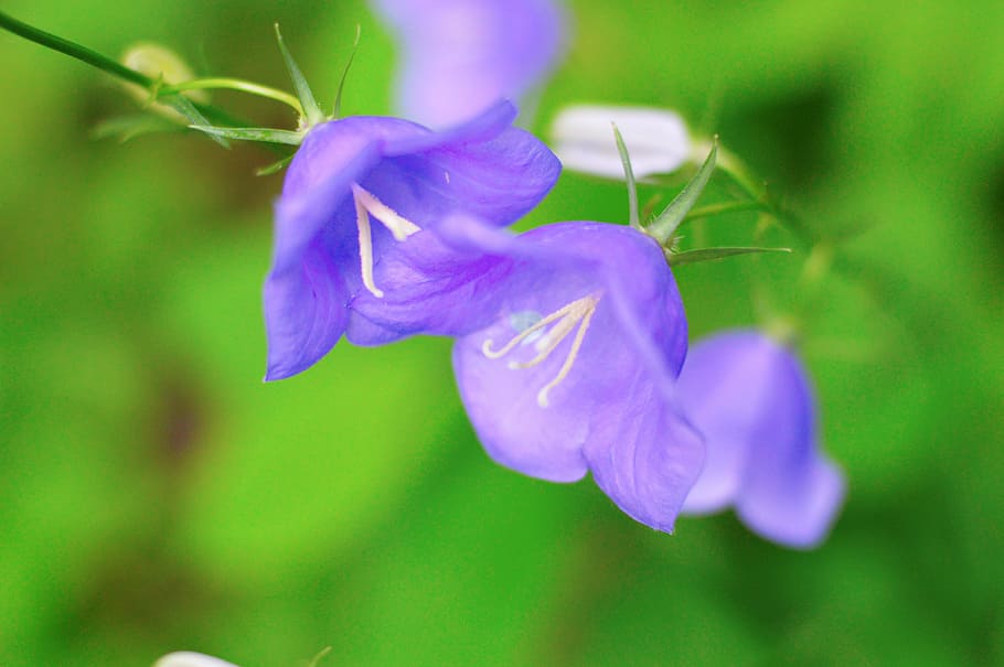 Flowers, Bells, Grass, summer, june, summer flowers, closeup HD wallpaper