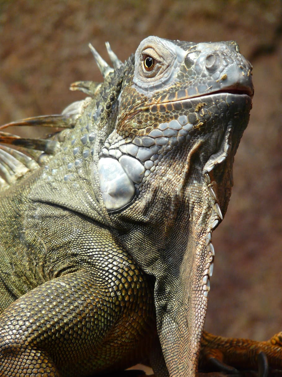 close up photography of gray iguana, green, lizard, kaltblut HD wallpaper