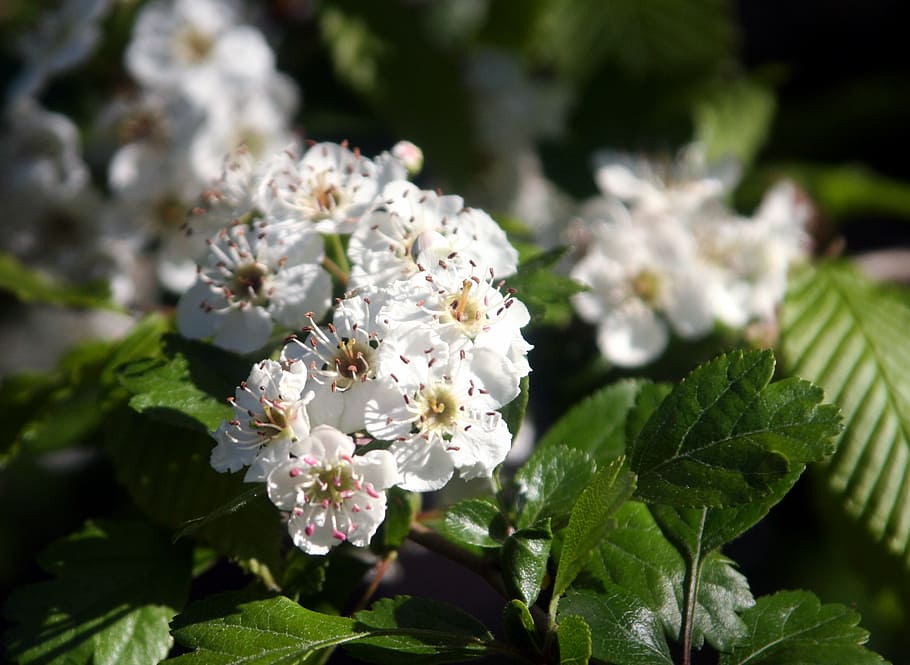 spring, flowers, tree, forest, nature, foliage, wood, flowering HD wallpaper