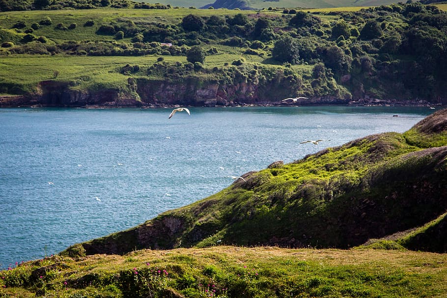 coast, brixham, devon, berry head, sea, england, uk, english HD wallpaper