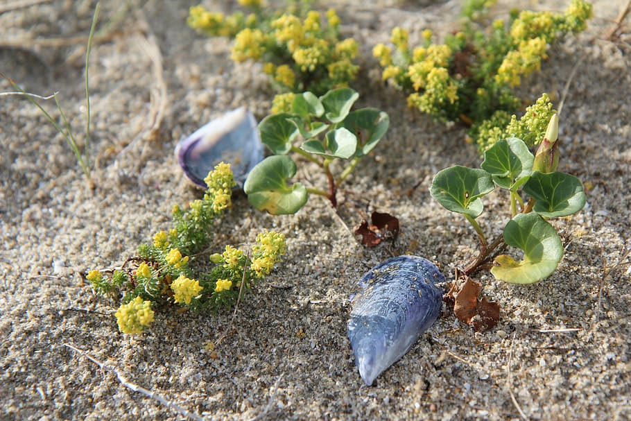 field bindweed, sand, dune, brittany, beach, growth, plant, HD wallpaper