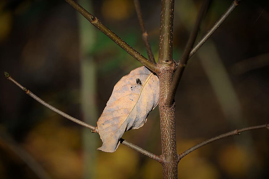 selective focus photography of dried leaf, withered leaf, dry HD wallpaper