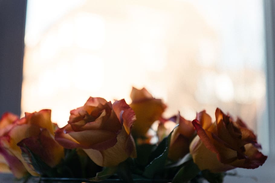 Roses underexposed, nature, close-up, no people, indoors, food HD wallpaper