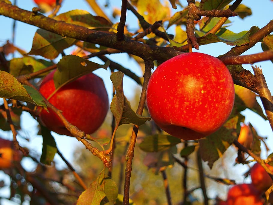 autumn, apples, fruit, food, food and drink, healthy eating HD wallpaper