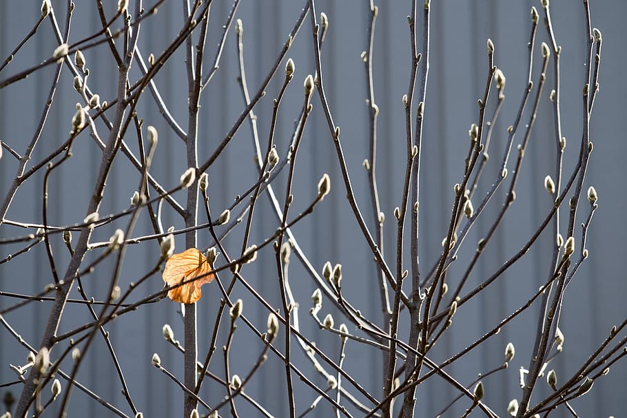 leaves, spring, buds, nature, flowers, plant, no people, flowering plant HD wallpaper