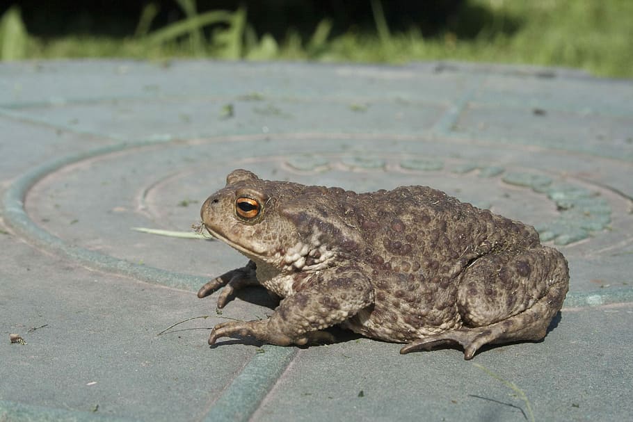 Toad, Amphibian, Frog, Closeup, Animals, one animal, animals in the wild HD wallpaper