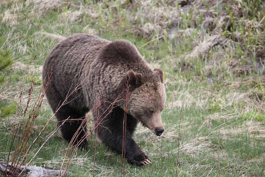 animals, bear, spring, brown Bear, wildlife, mammal, nature HD wallpaper