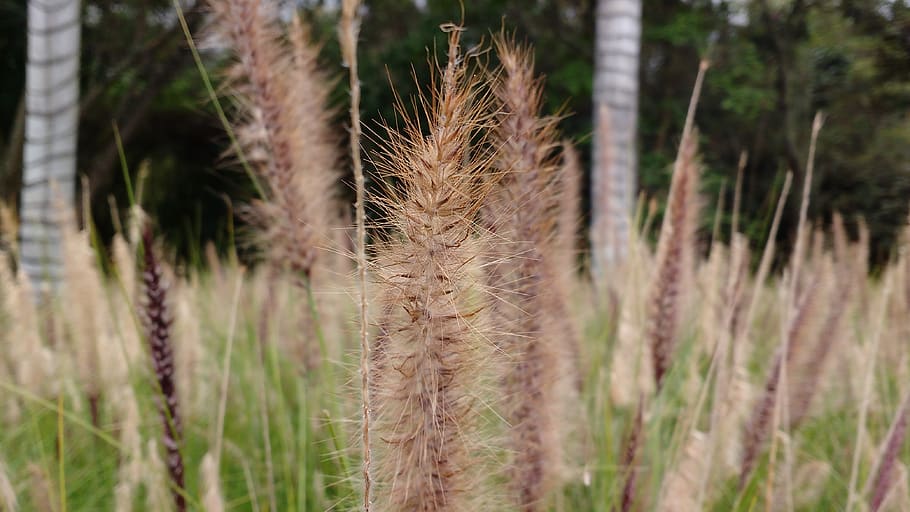 spikes, garden, plant, growth, land, tranquility, nature, no people HD wallpaper
