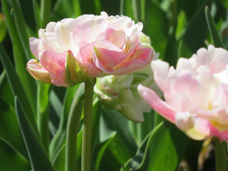 Tulips, Pink, blossomed, flower, petal, pink color, plant, nature HD wallpaper