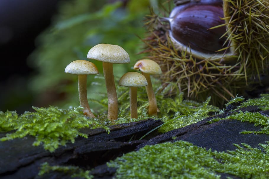 mushroom, mushroom group, moss, chestnut, fungus, nature, forest, HD wallpaper