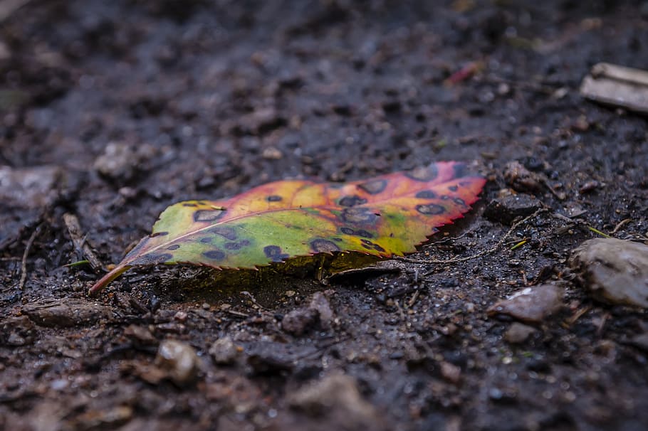 leaf, weathered, fallen, colorful, farbenpracht, old, nature HD wallpaper