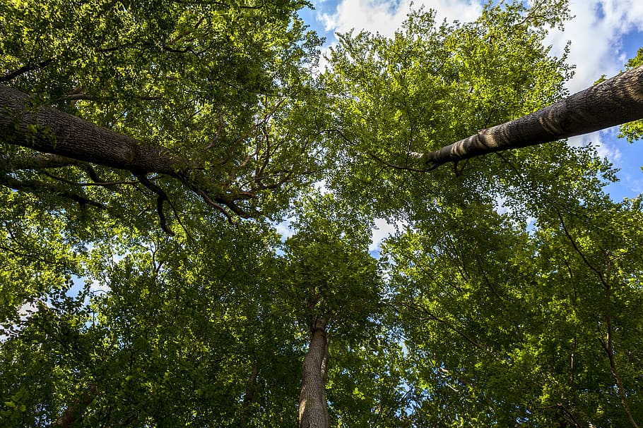forest, tree, summer, nature, leaves, green, environment, tribe HD wallpaper