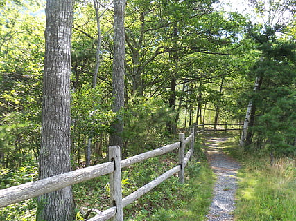 path, paths, trail, trails, hike, hiking, walk, walking, exercise HD wallpaper