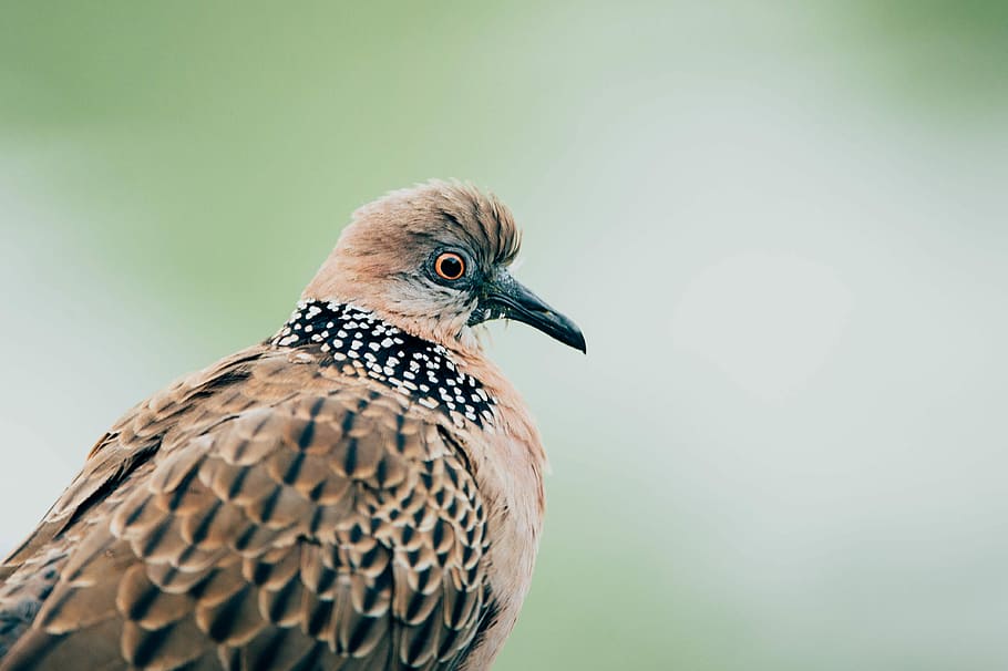 selective focus of brown bird, selective focus photography of brown dove HD wallpaper