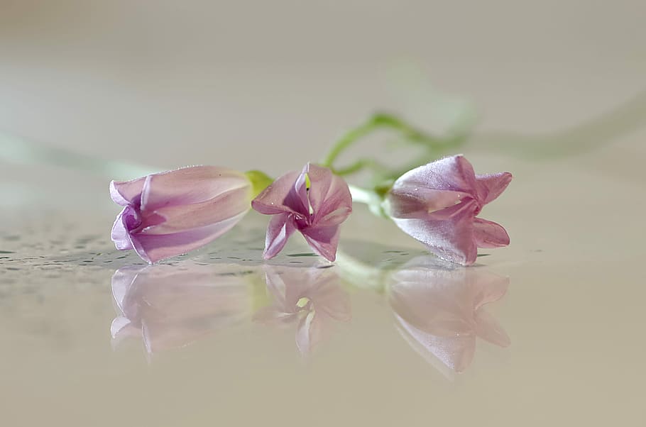 three purple flowers, Bindweed, Pink, Minor, still life, reflection, HD wallpaper