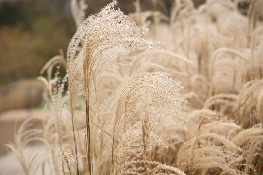 pampas grass, brown, fall, plant, selective focus, nature, no people, HD wallpaper