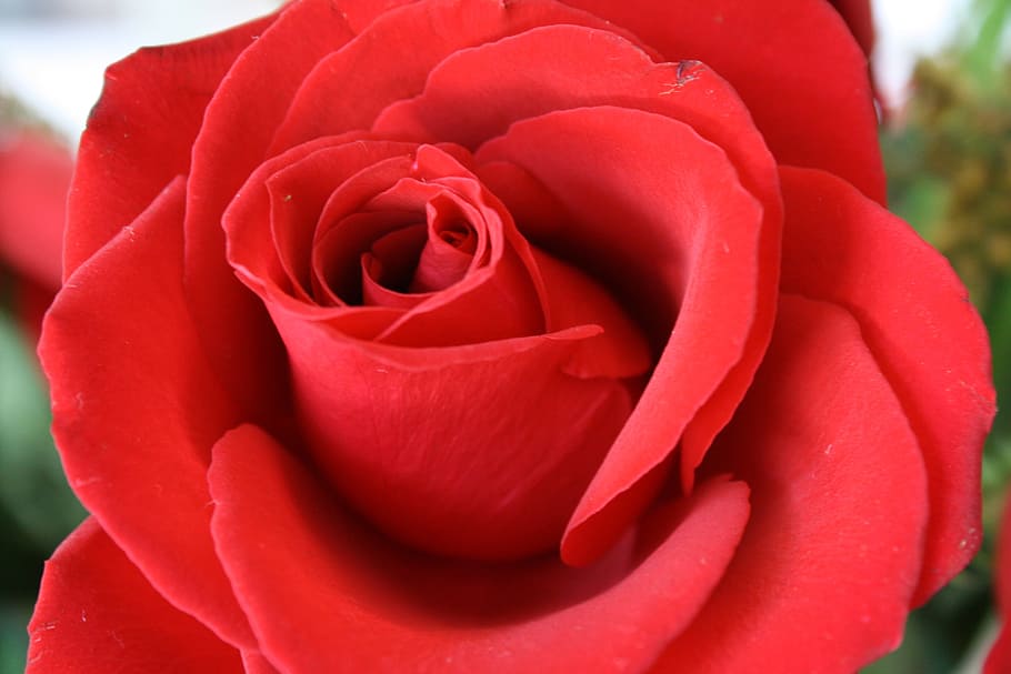 Redrose_304 Red Rose