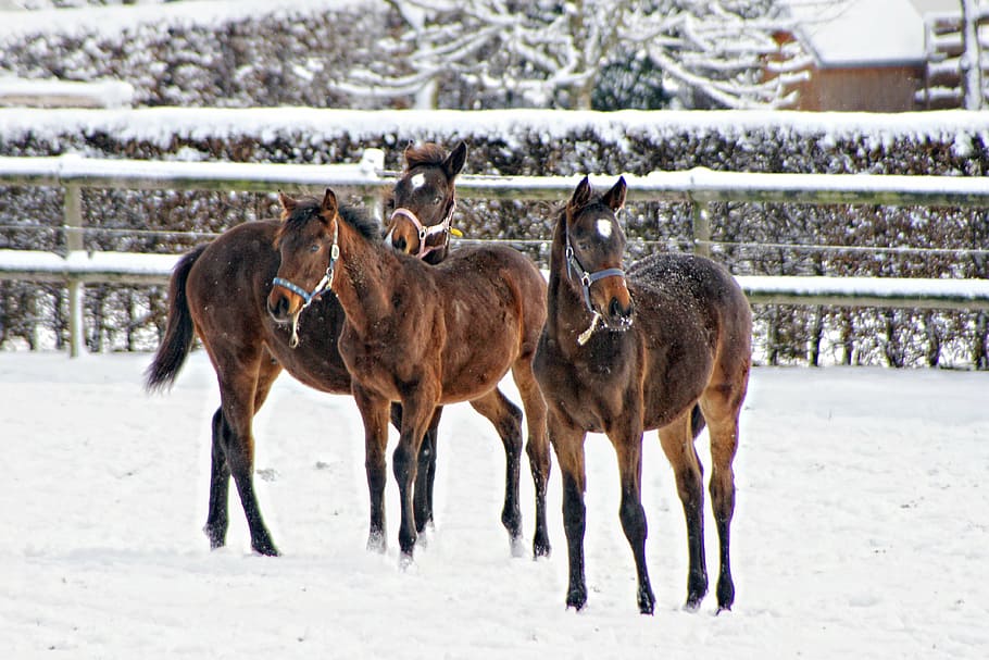 three brown horses on snowfield during daytime, animals, wintry HD wallpaper