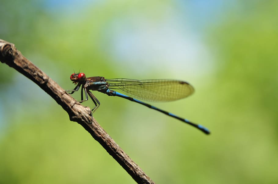 nature, insects, forest, dragonfly, leaf, animals, macro, sky HD wallpaper