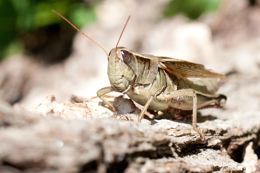 Grasshopper, Nature, Insect, Macro, wildlife, outdoors, summer HD wallpaper