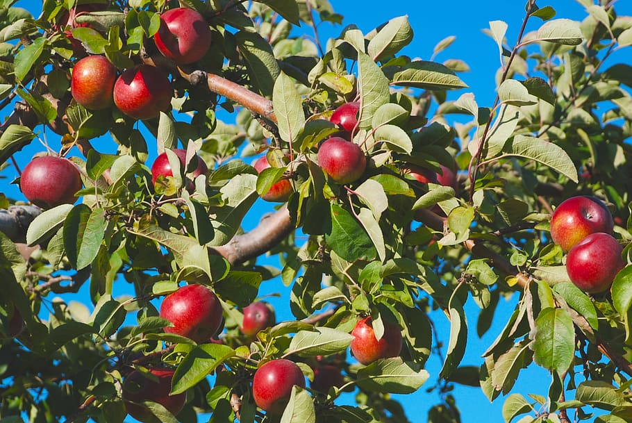 nature, tree, apple, healthy eating, fruit, food, food and drink HD wallpaper