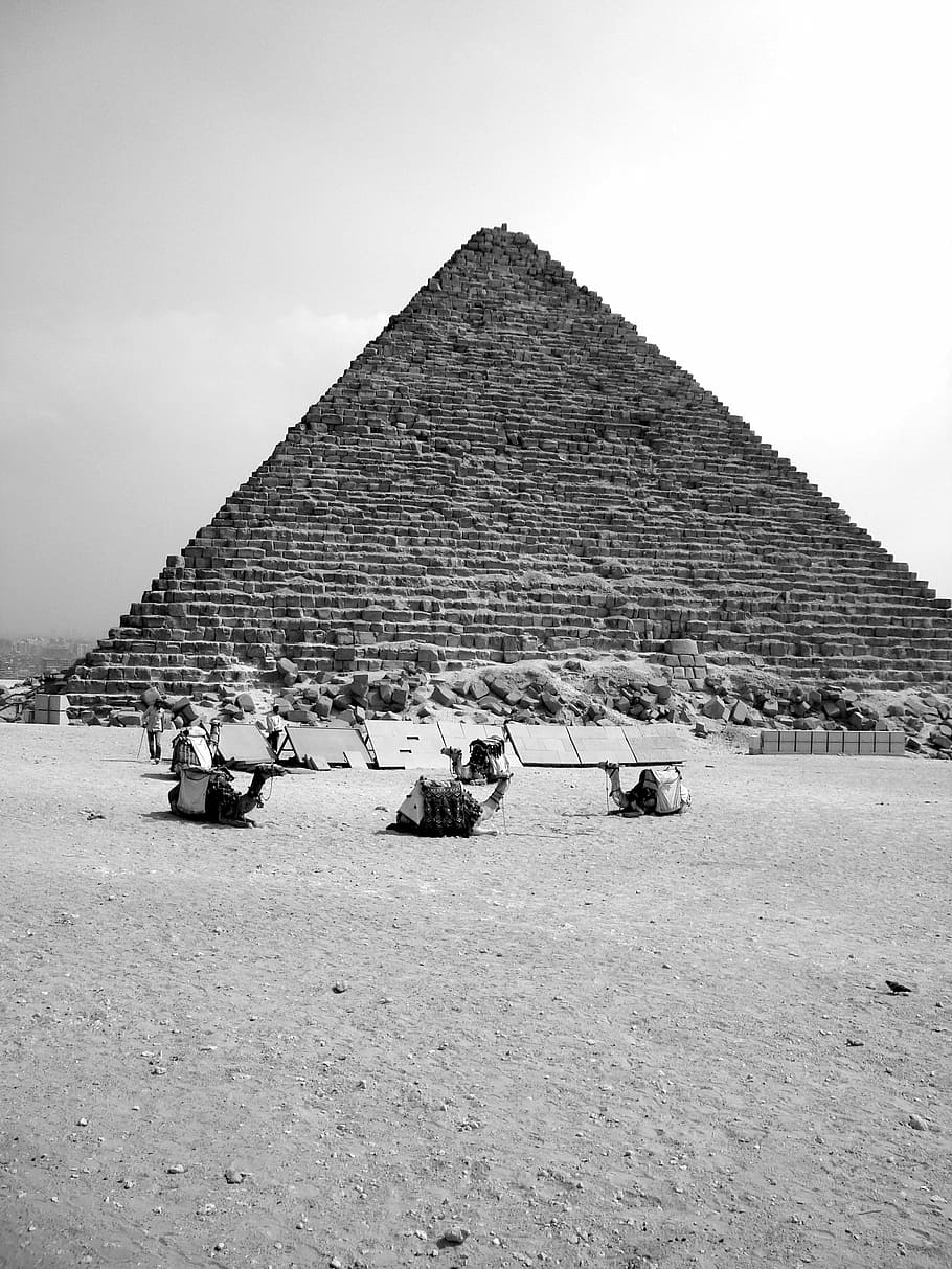 egypt, pyramid, camel, africa, pharaoh, ghizé, giza, black And White, HD wallpaper