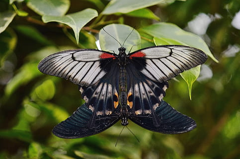 male and black alpine black swallowtail butterflies, Butterfly HD wallpaper