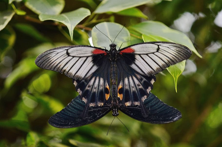 male and black alpine black swallowtail butterflies, Butterfly HD wallpaper